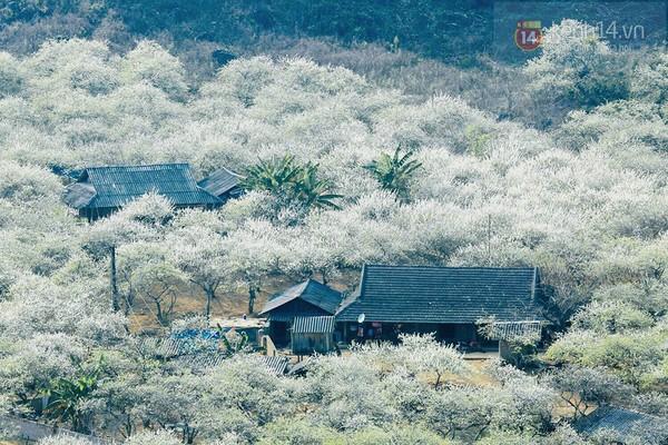 "Thiên đường hoa" Mộc Châu những ngày cận Tết đẹp đến mê mẩn