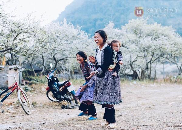 "Thiên đường hoa" Mộc Châu những ngày cận Tết đẹp đến mê mẩn