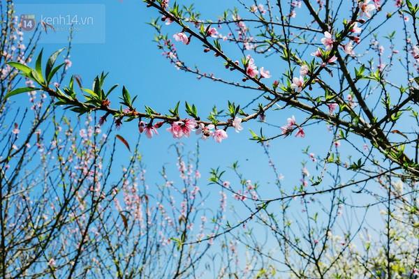 "Thiên đường hoa" Mộc Châu những ngày cận Tết đẹp đến mê mẩn