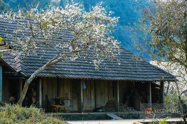 "Thiên đường hoa" Mộc Châu những ngày cận Tết đẹp đến mê mẩn