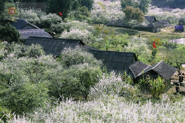 "Thiên đường hoa" Mộc Châu những ngày cận Tết đẹp đến mê mẩn