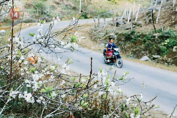"Thiên đường hoa" Mộc Châu những ngày cận Tết đẹp đến mê mẩn