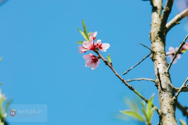 "Thiên đường hoa" Mộc Châu những ngày cận Tết đẹp đến mê mẩn
