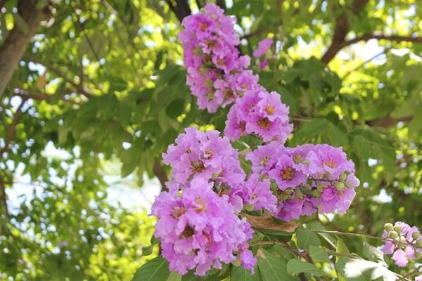 Có một mùa bằng lăng như thế đi qua…