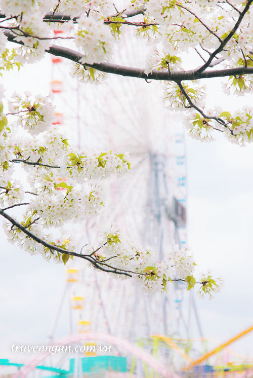 Có một mùa hoa trở về