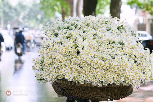 Cúc họa mi – một đóa tình cho em
