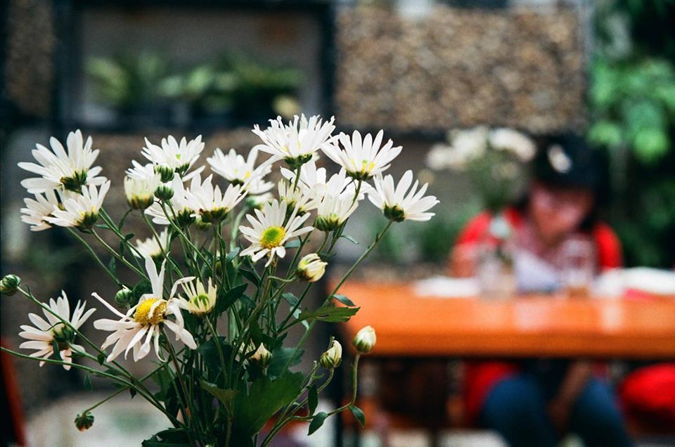 Cúc họa mi – một đóa tình cho em