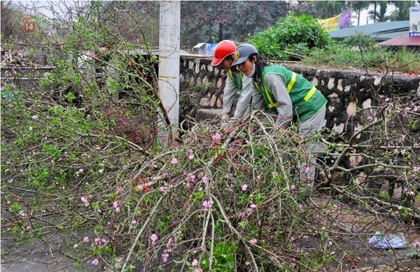 Hãy mua một cành đào Nhật Tân...