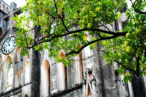 Hoa sữa nở rồi, nhưng chỉ còn mình em...