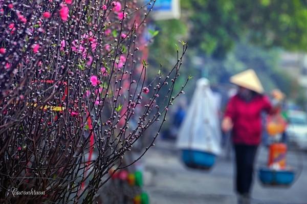 Những mùa hoa đào qua phố...