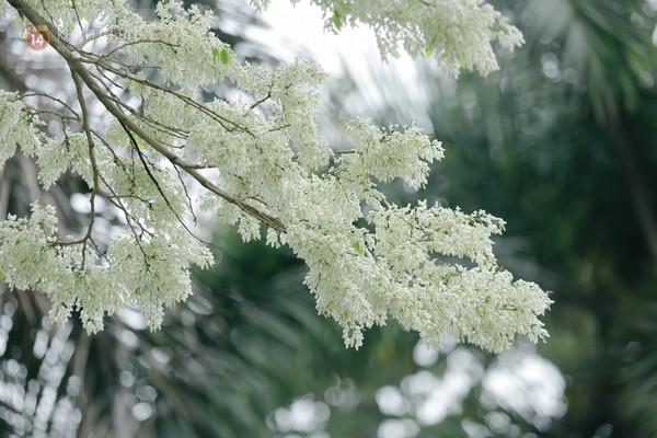 Tháng 3, mùa hoa sưa đong cho thật nhiều hoài niệm về một chiều ai đánh rơi nỗi nhớ...