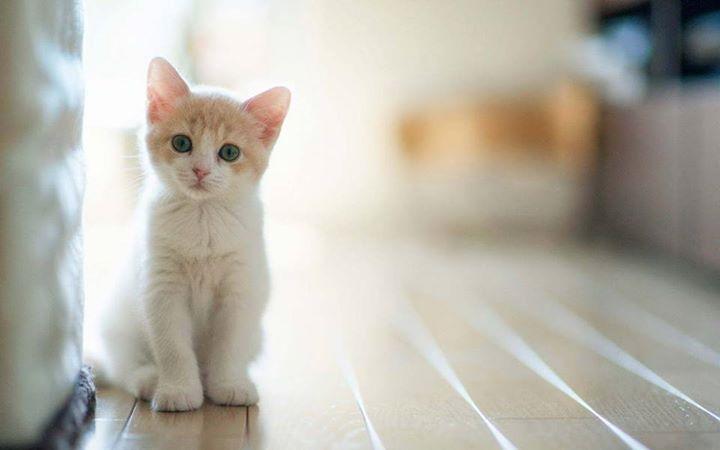 Tình yêu theo kiểu... con mèo