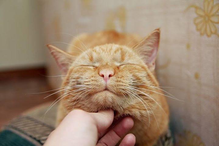 Tình yêu theo kiểu... con mèo