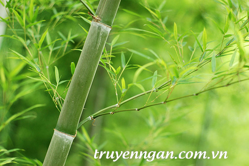 Tre và dương xỉ
